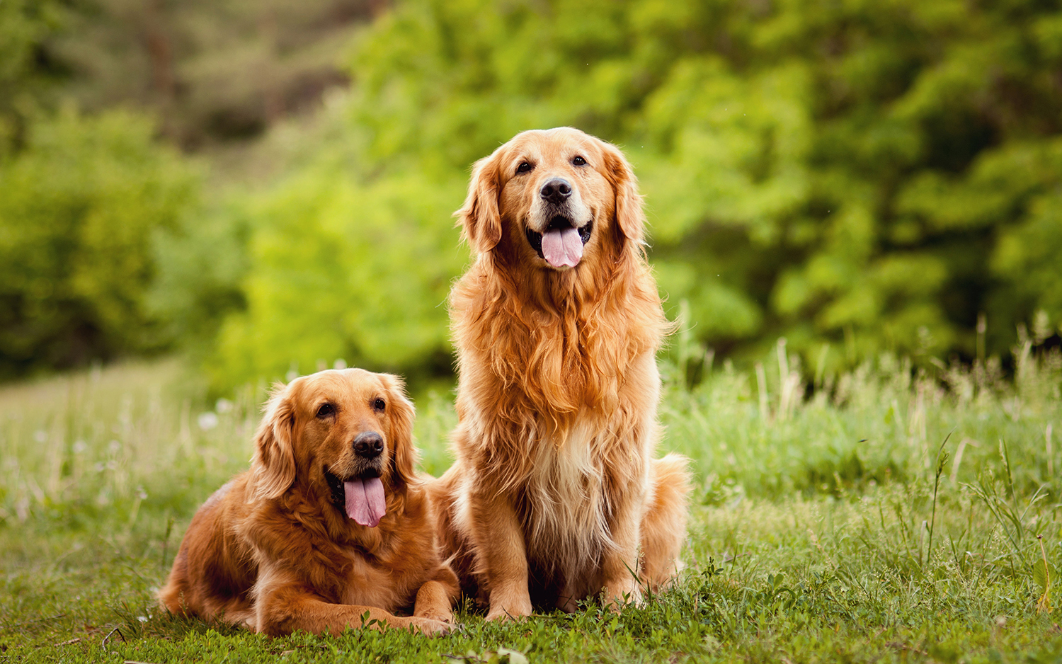 Over the counter shop worm treatment for dogs