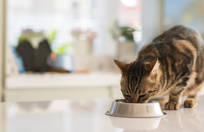 What makes a good diet for a cat?