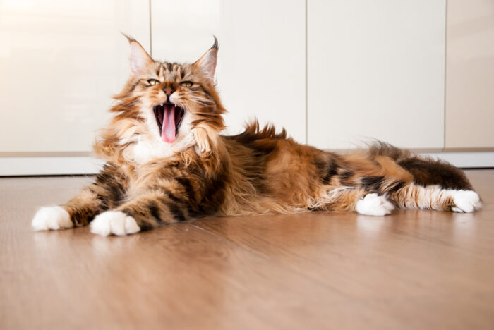 What is Feline Infectious Anaemia?