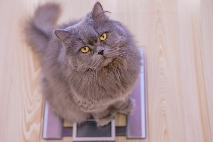 Weight loss in pets