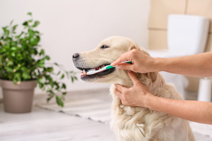 Toothbrushing for dogs and cats